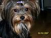 I Wanna See Dark Yorkies!!-02.24.07-shayley-face.jpg