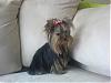 I Wanna See Dark Yorkies!!-07.02.26-tiffy-2.jpg