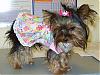 Misty In Her Easter Dress!!!!-tinker-easter-dress.jpg