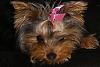 Post your favorite photo!-maggie-pink-bow.jpg