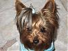 OFF with the PUPPY HAIR, I say !!!!!!!!!!!-img_1102.jpg