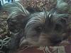 new to yorkietalk-close-up-maxie.jpg