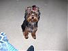a Welcome to Sydney (Jim n's little yorkie)-copy-sydneys-first-grooming-001.jpg