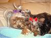 ♥Pictures of Miss Daisy & Her New Beau Hiroki♥-dsc01062.jpg