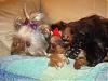 ♥Pictures of Miss Daisy & Her New Beau Hiroki♥-dsc01065.jpg