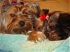 ♥Pictures of Miss Daisy & Her New Beau Hiroki♥-dsc01066.jpg