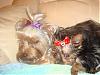 ♥Pictures of Miss Daisy & Her New Beau Hiroki♥-dsc01071.jpg