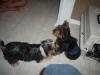 Princess and Koda-puppy-015.jpg