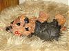 My Rescued Yorkie! Good Job I Found Him!-statue-003.jpg