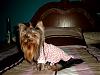 Misty In Go Fetch Clothes!!!!!!!-simg0017-750-x-562-.jpg