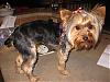 Post You Yorkies Worst Photo!!-groomer-004.jpg