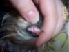 Chloe lost her first tooth...-102_1871.jpg
