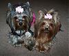 Princess Pia & Trixie Bear modeling their new dress harnesses from yorkiegirl83 : )-56-519-x-428-.jpg