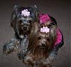 Princess Pia & Trixie Bear modeling their new dress harnesses from yorkiegirl83 : )-60-454-x-431-.jpg