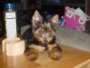 He's Home-puppy-008.jpg