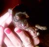 Here are pic's of my new Babies!!!!!!!!-female-2.jpg