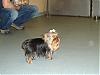 April's Boston Yorkie Meet Up-haruka-no-pictures-.jpg