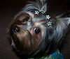 Trixie Bear is ready for summer!!-3-508-x-430-.jpg