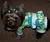 Trixie Bear is ready for summer!!-4-388-x-329-.jpg