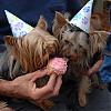 Scruffy's 2nd Birthday Party Pictures!!!-april-199_3.jpg