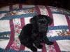 Newest Addition To Family Yorkie-poo-natalie.jpg
