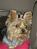 Tinkerbell looking out the window!!-picture-337.jpg