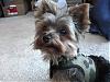 Check me out in my new go.fetch harness!!-dsc00220.jpg