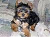 Bring Home Moxie!!!!!!-8weeks-644-x-483-.jpg