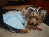 Miss Daisy, new to YT-dsc01270.jpg