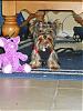 Tinker and her new playmate..LOL-s8001545.jpg