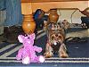 Tinker and her new playmate..LOL-s8001546.jpg