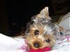 kikko wants a puppy crush!-cimg2472.jpg