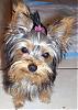 kikko wants a puppy crush!-100_1014.jpg