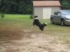 Latest Pic of Hannah-shelby-catching-frisbee.jpg