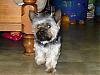 Our new addition, Rascal!-rscn20070001.jpg