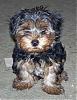 Mystery Yorkie....-anio32307c.jpg
