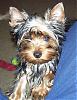 BobbleHead Yorkie-kringle50207b.jpg