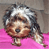 BobbleHead Yorkie-kringlesmaller.gif