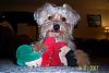 New Digital Camera-New Yorkiechon Pic!-abbie-bear-smaller.jpg