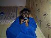I'm new to this site and new to being a Yorkie owner!-harlem-april-2007.jpg