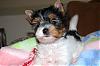 Introducing Izzie!!-dsc_0103-3-.jpg