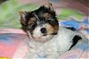 Introducing Izzie!!-dsc_0099-2-.jpg