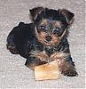 New to Yorkie Talk and would like to introduce Tia & Maria-baby-maria-028-resized2.jpg