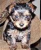 New to Yorkie Talk and would like to introduce Tia & Maria-maria-resized.jpg