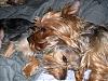 Pixie, Bogey, and Angel!-babies0564.jpg