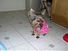 Pixie, Bogey, and Angel!-babies0591.jpg