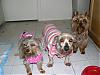 Pixie, Bogey, and Angel!-babies0571.jpg