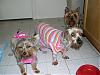 Pixie, Bogey, and Angel!-babies0572.jpg