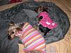 Pixie, Bogey, and Angel!-babies0599.jpg