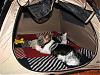 Finally found a new home for the furbutts-tent1.jpg